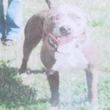 media/Jeezys Blus Jager Beans Pit Bull Front Pic.jpg